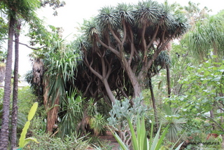 Dracena orto botanico Messina